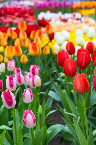 Tulip flowerbed, red, yellow, pink flowers - Фото, зображення