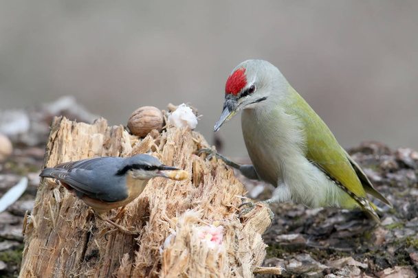 Eurasia nuthatch steals food from the gray headed woodpecker - Photo, Image