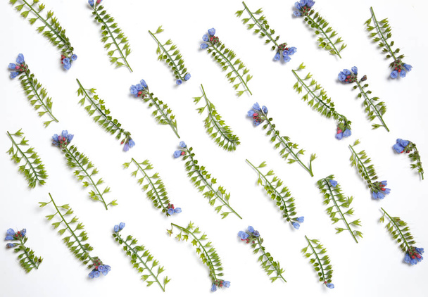 Flower wallpaper made from flowers Symphytum laid out in parallel lines on a white background. - Foto, immagini