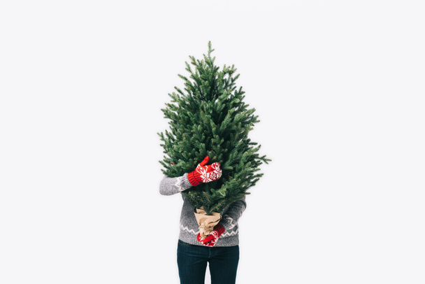 obscured view of person in winter sweater and mittens holding fir tree in hands isolated on white - Photo, Image