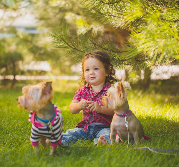 Kislány és a két yorkshire terrier - Fotó, kép