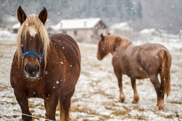 caballos bajo la nieve
 - Foto, Imagen