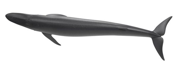 Oluklu balina gerçekçi 3d Render - Fotoğraf, Görsel