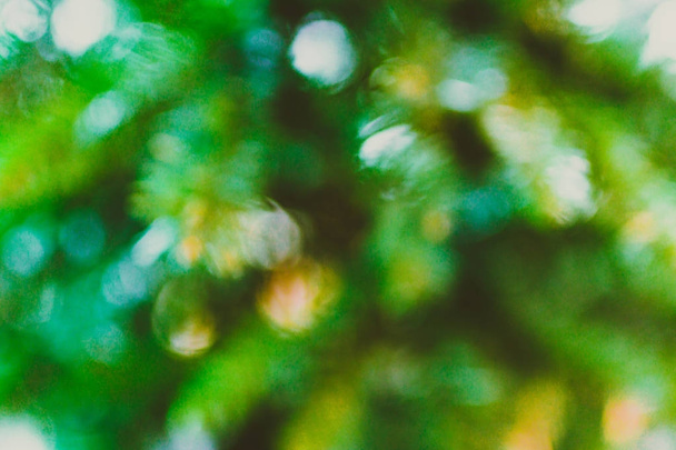 blurred tree background with bokeh effect - Foto, imagen