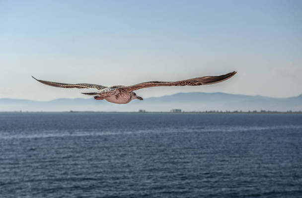 Seagull πτήσης γκρο πλαν θέα - Φωτογραφία, εικόνα