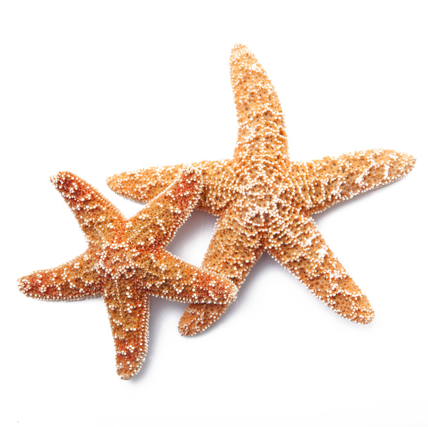 starfish on white background - Photo, Image