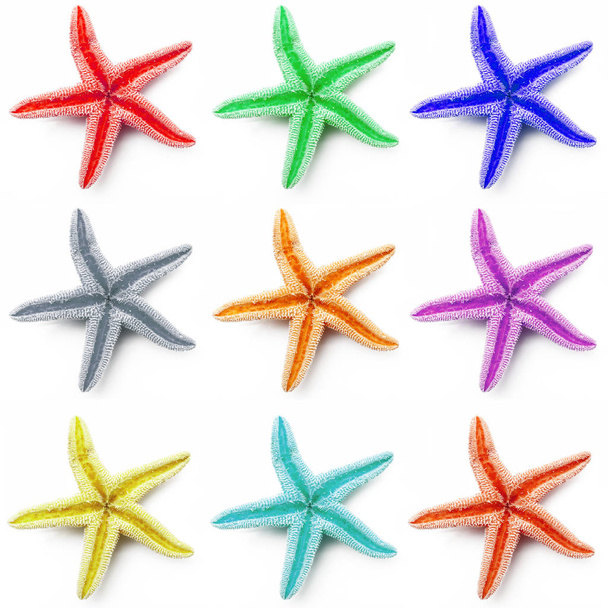 collage de estrellas de mar en fondo blanco
 - Foto, imagen