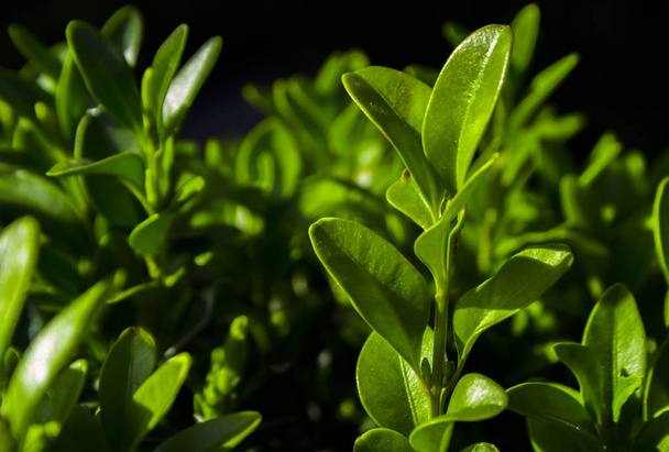 Πυξάρια με φρέσκα πράσινα φύλλα Μπους στον κήπο - Φωτογραφία, εικόνα