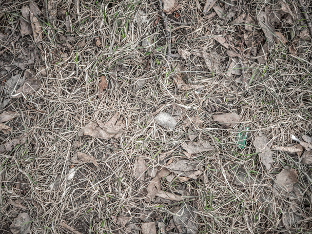 Texture of natural vegetation, spring photo - Valokuva, kuva