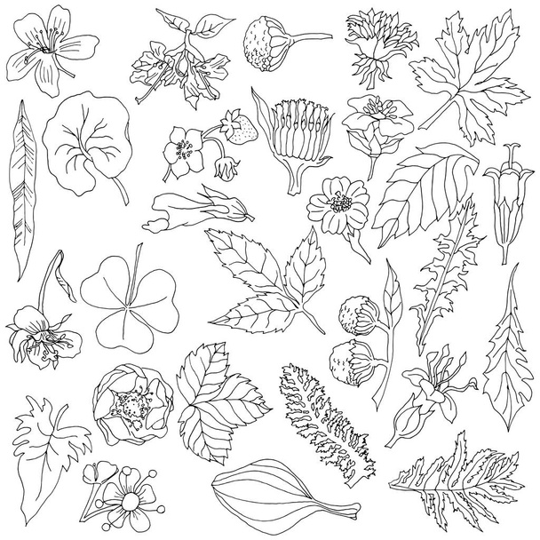 Botanical elements with hand drawn flowers and plants - Vektori, kuva
