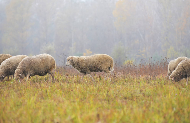 Pecore al pascolo nel campo al mattino
 - Foto, immagini