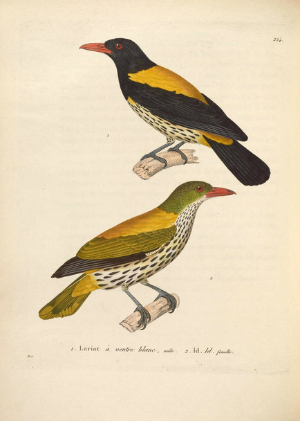 Illustration eines Vogels. Nouveau recueil de planches coloriees d 'oiseaux 1850 - Foto, Bild