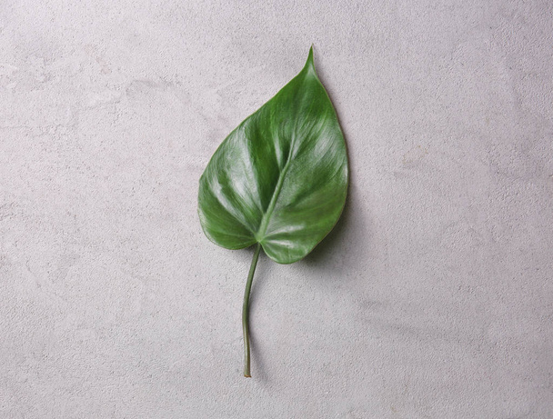 Dark green leaf  - 写真・画像