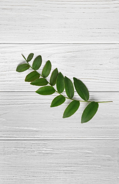 Branch with green leaves on ligh - Фото, зображення