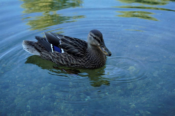 Kostanjevica na Krki Krka nehirde bir ördek - Fotoğraf, Görsel