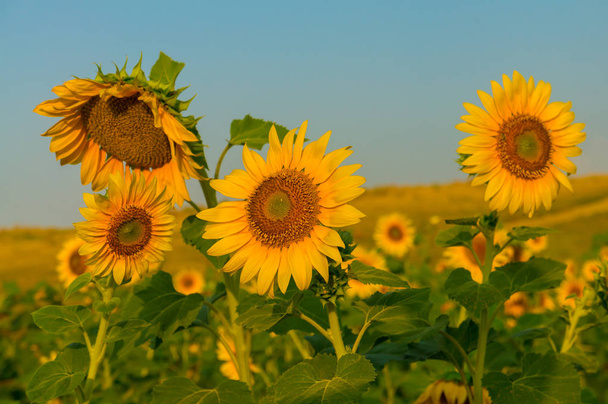 Sunflowers fields with yellow petals - Photo, Image