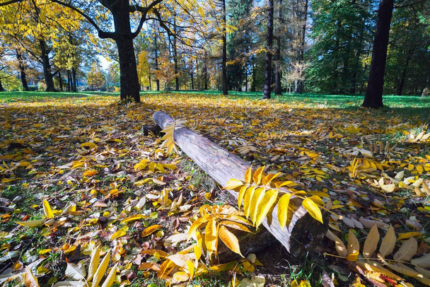 Žluté listy popela pod stromem - Fotografie, Obrázek