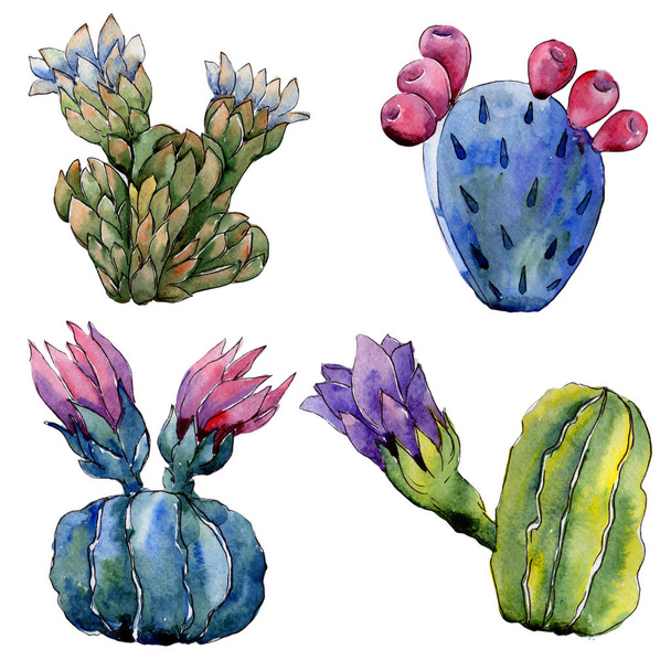 Wildflower cactus flower in a watercolor style isolated. - Foto, imagen