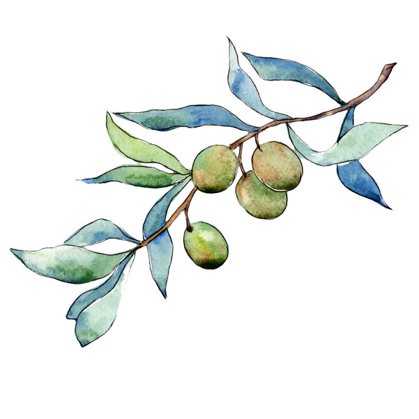 Drzewo oliwne w stylu przypominającym akwarele na białym tle. - Zdjęcie, obraz