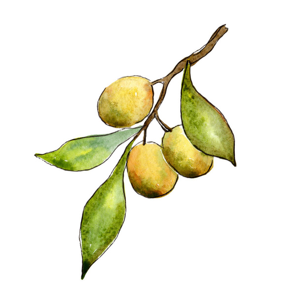 Olive tree in a watercolor style isolated. - Foto, afbeelding