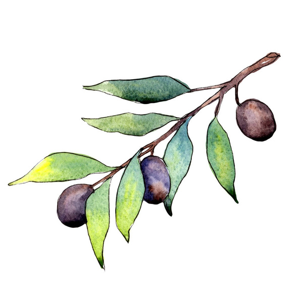 Olive tree in a watercolor style isolated. - Photo, Image