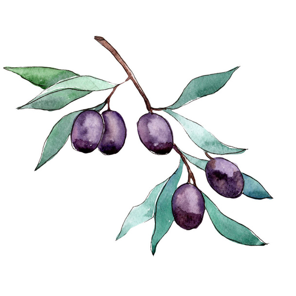 Olivovník ve stylu akvarelu, samostatný. - Fotografie, Obrázek