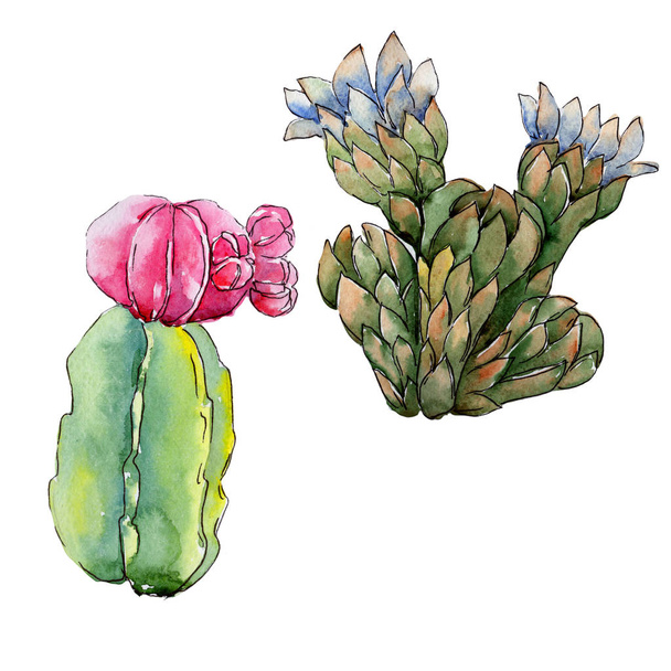 Wildflower cactus flower in a watercolor style isolated. - Photo, Image