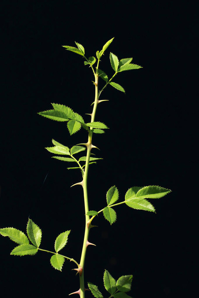 Rose thorn czarnym tle  - Zdjęcie, obraz