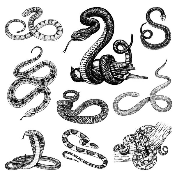 Για να ορίσετε φίδι Viper. κόμπρα φίδι και python, anaconda ή οχιά, βασιλικό. χαραγμένο χέρι σε παλιό σκίτσο, vintage στυλ για αυτοκόλλητο και τατουάζ. ophidian και asp. - Διάνυσμα, εικόνα