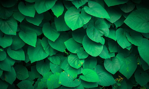 Hintergrund der Blätter der Aristolochia macrophylla - Foto, Bild
