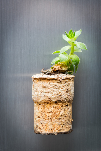 Succulent plant on cork magnet - Foto, Imagen