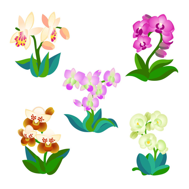 fünf Orchideenarten / fünf seltene und häufige Orchideen in verschiedenen Farben auf weißem Hintergrund - Vektor, Bild