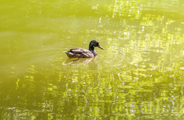 Pato salvaje nadando en un estanque
 - Foto, Imagen