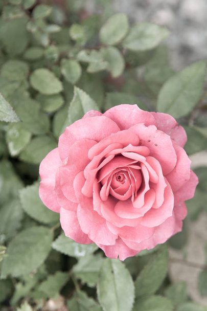 Pink rose growing outside with green garden background - Photo, Image