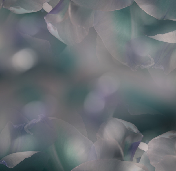Fleurs pétales blanc-violet-turquoise-rose. Macro. Gros plan. fond de fleur. Pour le design. Composition des fleurs. Nature
. - Photo, image