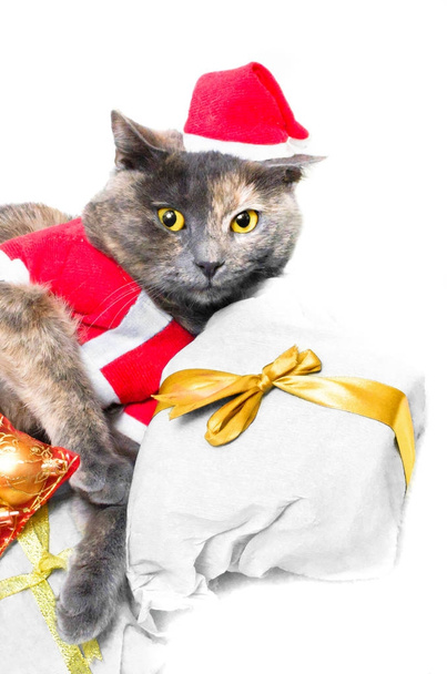 Katze und Weihnachtsgeschenk - Foto, Bild