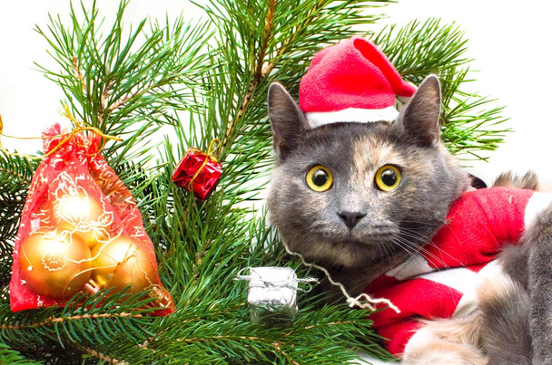 Katze unterm Weihnachtsbaum wartet auf Weihnachten - Foto, Bild