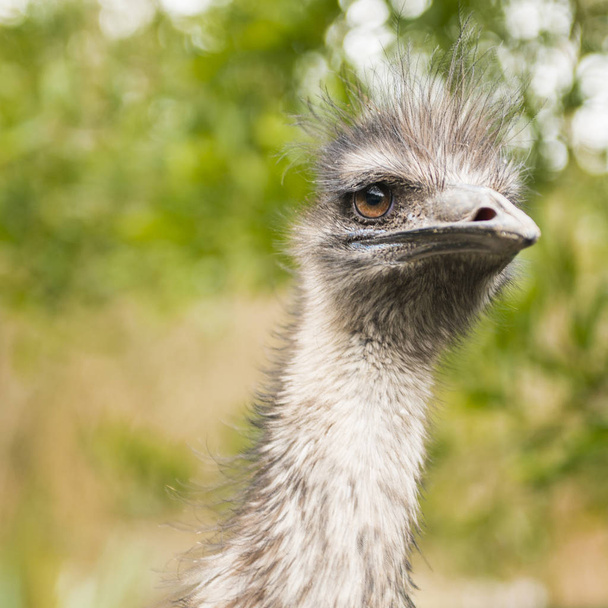 EMU sám o sobě venku během dne. - Fotografie, Obrázek