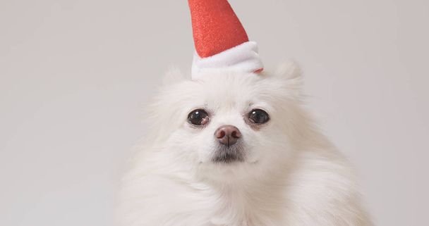Santa Claus şapka ile Pomeranya köpeği  - Fotoğraf, Görsel