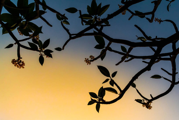 Frangipani fleurs fleurissant sur l'arbre avec un ciel clair
 - Photo, image
