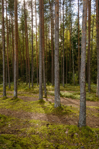 Καταργήστε το πρωί στο δάσος. Δάσος δέντρο πεύκης και ελάτης με tru - Φωτογραφία, εικόνα