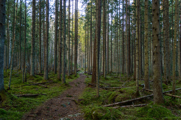 klarer Morgen im Wald. Fichten- und Kiefernwald mit Stämmen - Foto, Bild
