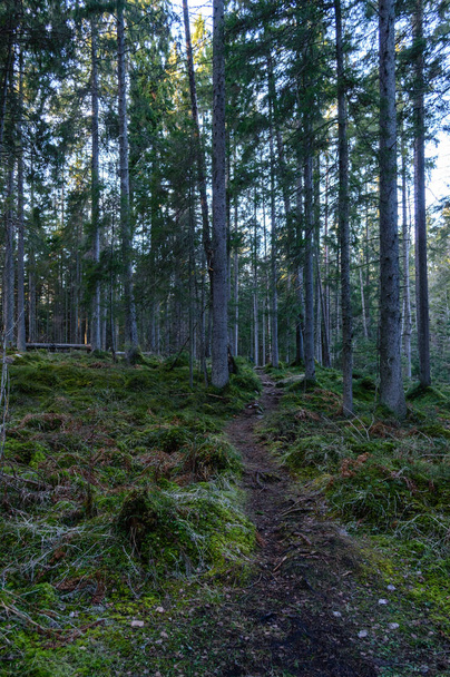 mattinata limpida nel bosco. abete rosso e pino foresta con tru
 - Foto, immagini