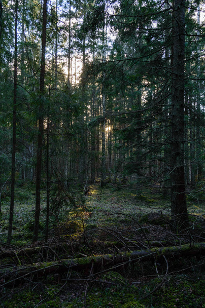 Καταργήστε το πρωί στο δάσος. Δάσος δέντρο πεύκης και ελάτης με tru - Φωτογραφία, εικόνα