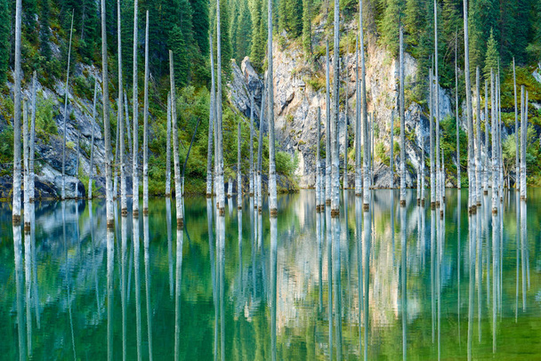 Reflexión de los árboles sobre un fondo verde del lago.Lago Kaindy, que significa el "lago de abedul" es un lago de 400 metros de largo en Kazajstán que alcanza profundidades cercanas a los 30 metros en algunas áreas. Se encuentra a 129 kilómetros al este-sureste de la ciudad de Almaty
.  - Foto, Imagen
