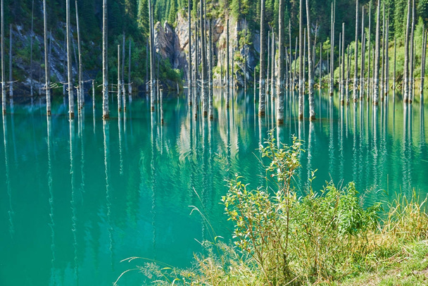 Reflexão de árvores em um fundo verde de lagos. Lago Kaindy, ou seja, o "lago de bétula" é um lago de 400 metros de comprimento no Cazaquistão que atinge profundidades perto de 30 metros em algumas áreas. Está localizado 129 quilômetros leste-sudeste da cidade de Almaty
.  - Foto, Imagem