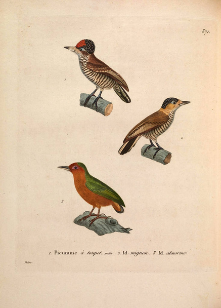 Illustration d'oiseau. Nouveau recueil de planches coloriees d'oiseaux 1850
 - Photo, image