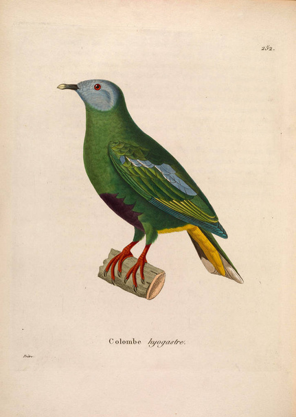 エキゾチックなハトのイラストです。ヌーボーレキュイユ・ド・プランシュ｜coloriees d'oisaux 1850 - 写真・画像