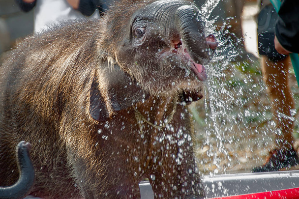 Joven elefante se para balanceándose y girando la cabeza para recibir agua de una manguera de agua
. - Foto, Imagen