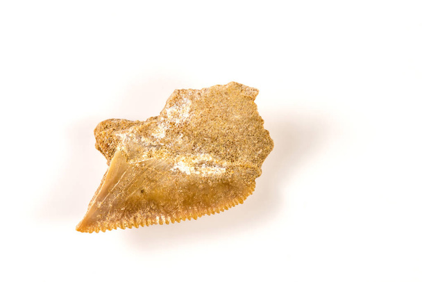 dente di squalo, fossile di squalo bianco pigmeo
 - Foto, immagini